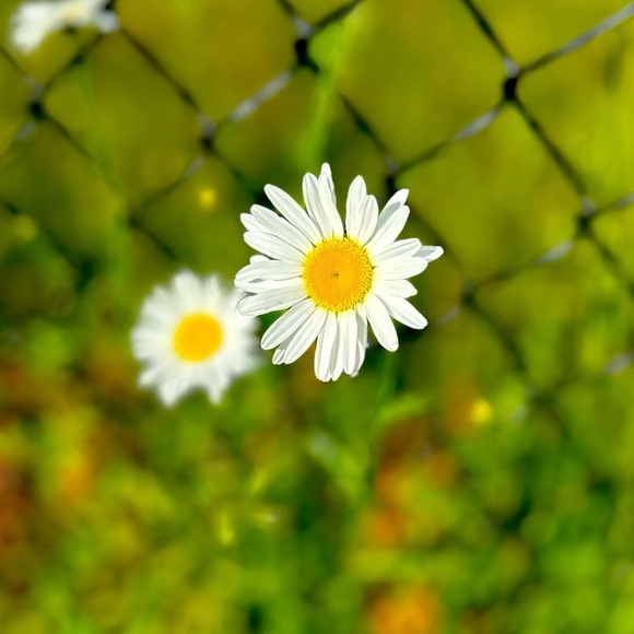 Other - Offers welcomed 🌼 Happy shopping